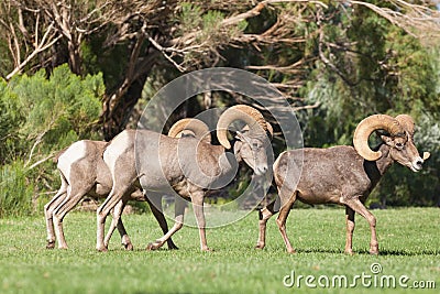 Desert Bighorn Sheep Rams