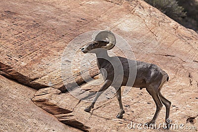 Desert Bighorn Sheep