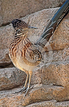 Desert Bird