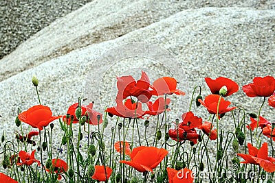 Desert and flowers 4