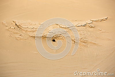 Desert fox lair entrance under a rock