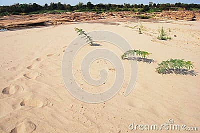 Desert of Grand Canyon of Siam with Mekong river is name Sam Phan Bok Three thousand holes at Ubon Ratchathani Thailand
