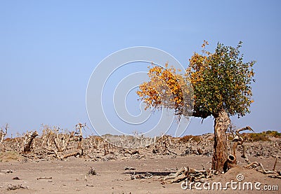 The desert hero-Heart-shaped withered tree in Ejin