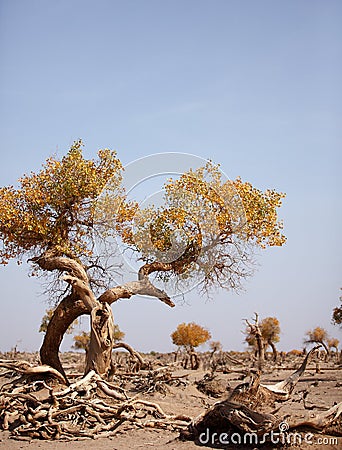 The desert hero-withered tree in Ejinaqi