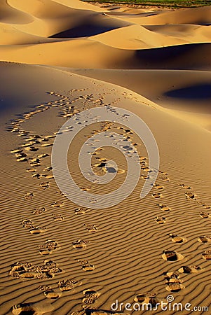 Desert landscape of gobi desert with footprint in the sand, Mongolia