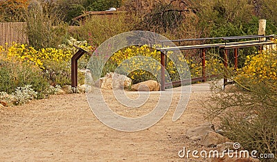 Desert path through the brittlebush