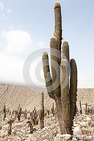 Desert Scene