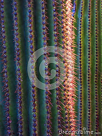 Desert Southwest Saguaro Cacti