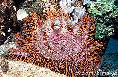 Destructive Crown of Thorns Star Fish