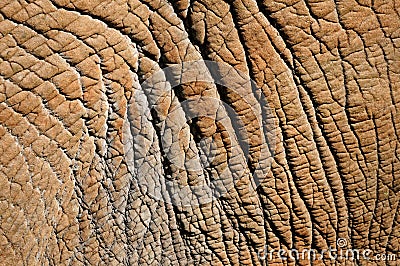 Detail of elephant skin