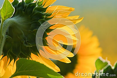 Detail of a flower sunflower