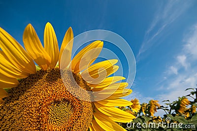 Detail of a flower sunflower