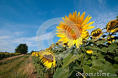 Detail of a flower sunflower