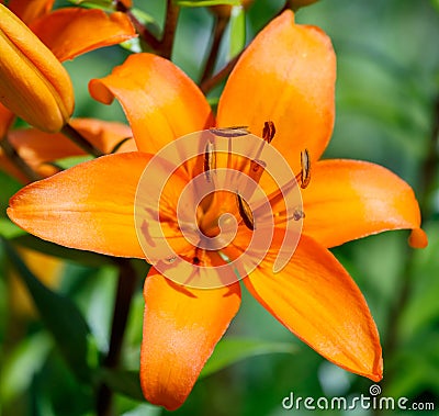 Detail of flowering orange lily