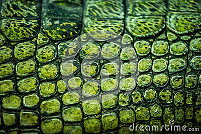 Detail of green gharial skin