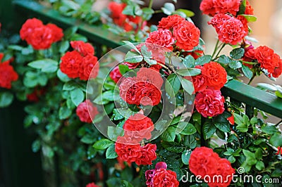 Detail of roses bush as floral background