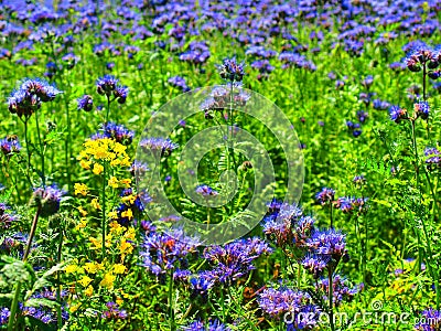 Detail view to blue Purple Tansy field in countryside in hot summer day. Green blue purple flowers in blossom