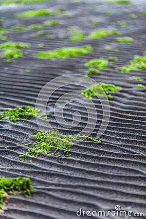 Details and Line in the Sand texture of a Beach