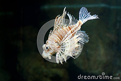 Devil firefish, beautiful colorful fish in water