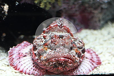 Devil scorpion fish