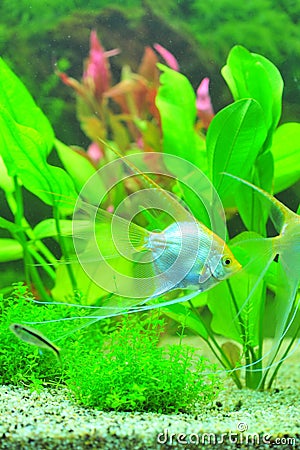 Diamond angel fish aquarium