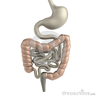 Cartoon Businessman With Digestive System Stock Photography - Image