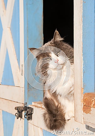 Diluted calico cat sitting on a half door