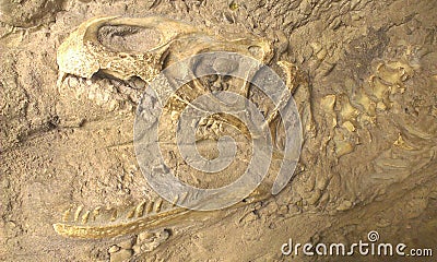 Dino skeleton in stone