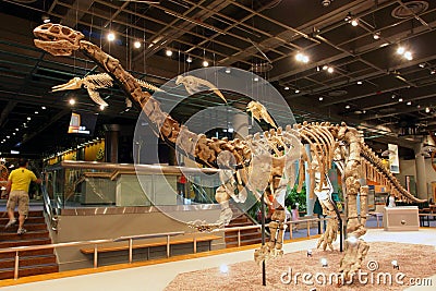 Dinosaur Fossil Skeleton