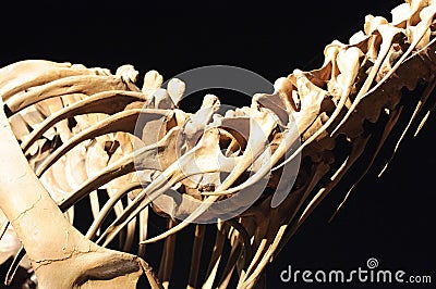 Dinosaur Skeleton