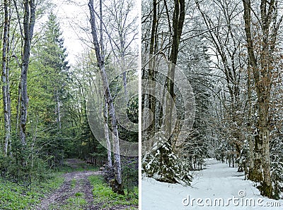 Diptych showing winter and spring in woodland