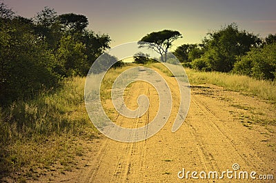Dirt road through savannah at dawn