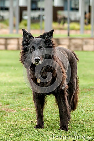 Dirty Black Older Dog Standing in a Park