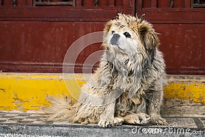 Dirty Dog in China