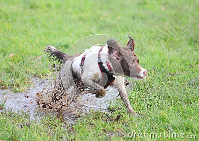 Dirty dog jumping
