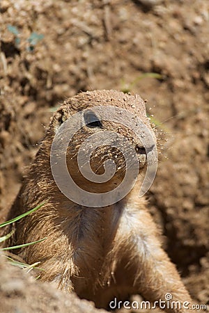 Dirty Faced Prairie Dog