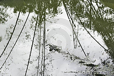 Dirty Swimming Pool