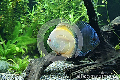 Discus Fish