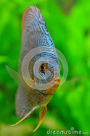 Discus fish eye