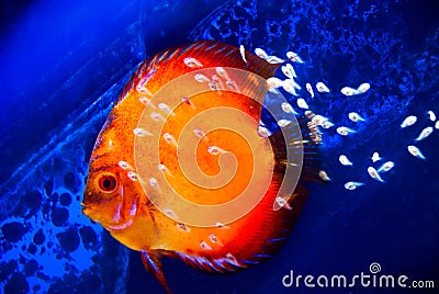 Discus fish with fry