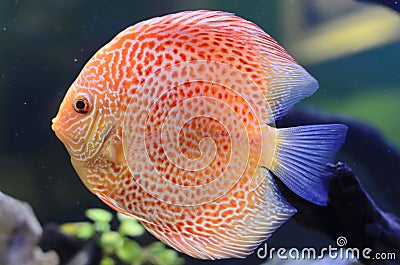 Discus fish, Orange Symphysodon Discus.