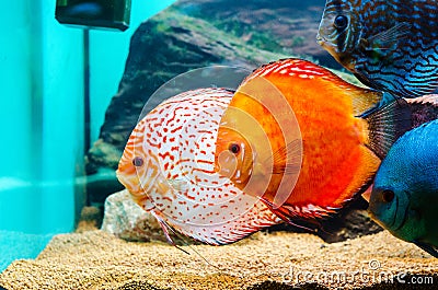 Discus fish