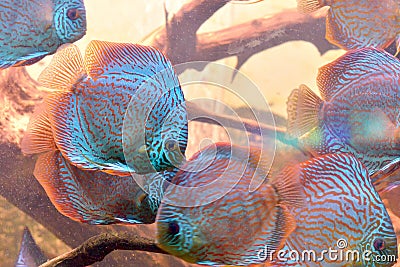 Discus fish (Symphysodon)