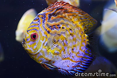 Discus fish, yellow Symphysodon Discus.