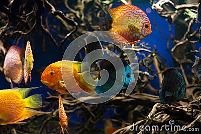 Discus fishes