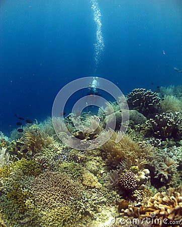 DIVE WITH BEAUTIFUL CORALS