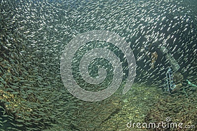 Diver entering Inside a giant sardines bait ball underwater