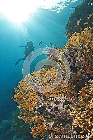 Diver exploring a coral reef