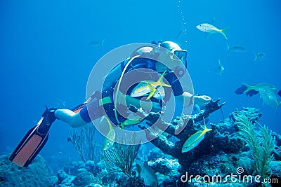 Diver feeds Fish