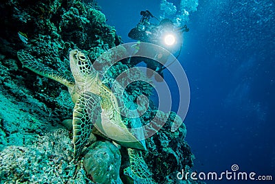 Diver and green sea turtle in Derawan, Kalimantan, Indonesia underwater photo